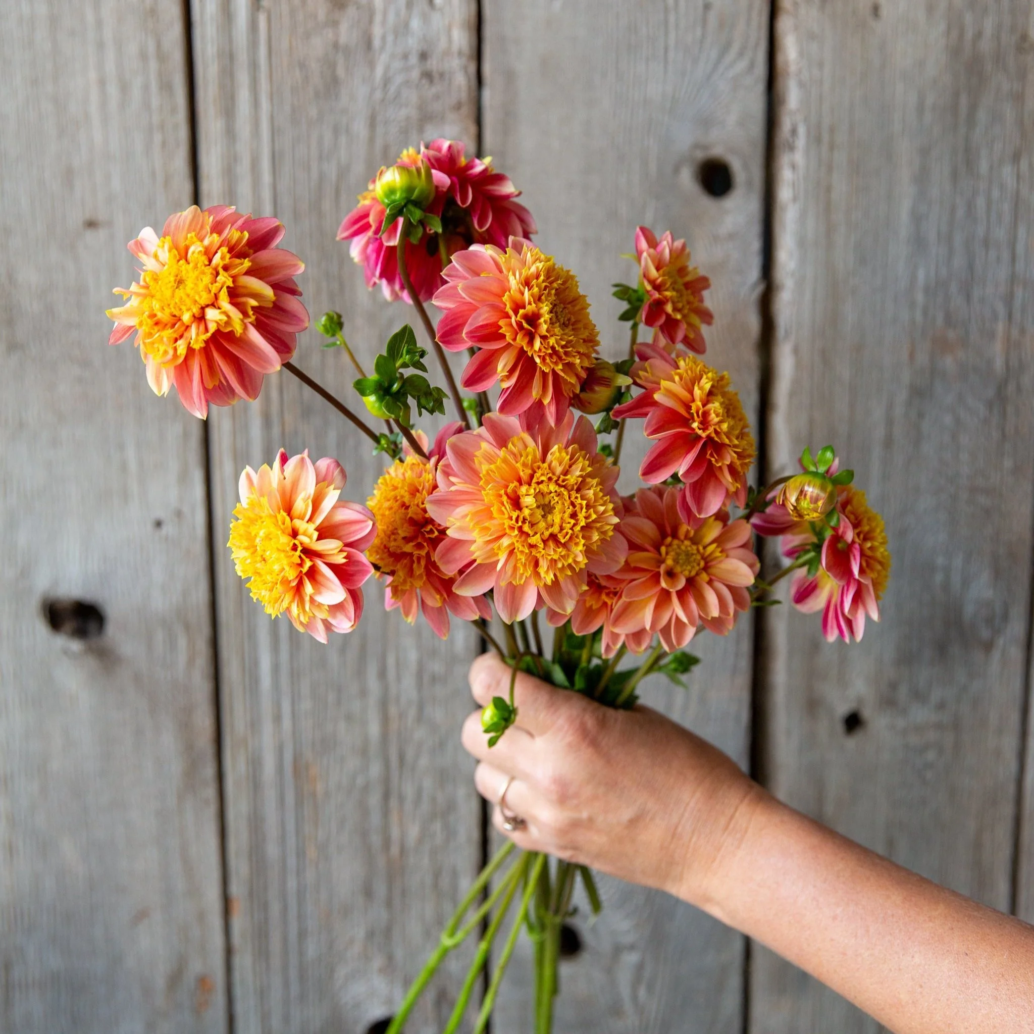 BJ's Rival — Pretty Flower Farm